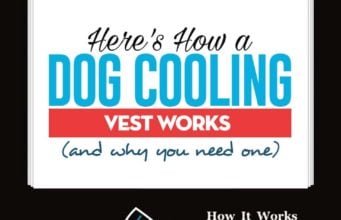 How a Dog Cooling Vest Works How a Dog Cooling Vest Works (and when you need one)