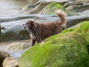 Protect Your Dogs from Toxic Blue-Green Algae How to Protect Dogs from Risks of Toxic Blue-Green Algae
