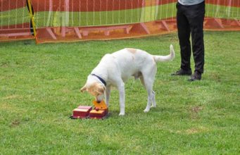 Humans Have Superior Brains, But Dogs Think More Rationally Humans Have Superior Brains, But Dogs Think More Rationally