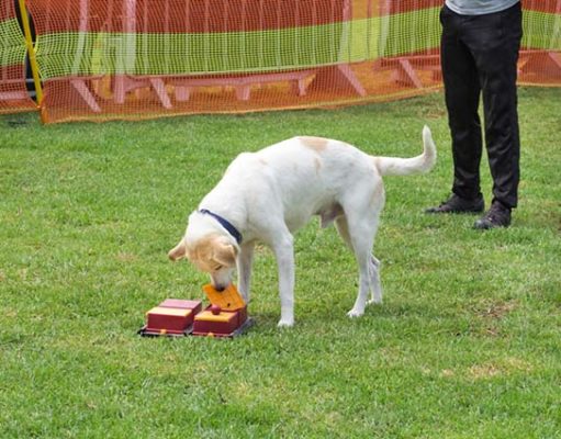 Humans Have Superior Brains, But Dogs Think More Rationally Humans Have Superior Brains, But Dogs Think More Rationally