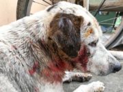 What to Do If My Dog Was Bit? My Dog Was Bit - 5 Things You Should Do Immediately