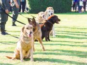 New Jersey Bill to Require Dog Trainers to be Licensed New Jersey Bill Plans to License Dog Trainers