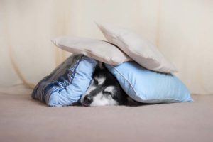 Noises - Halloween Hazard for Dogs
