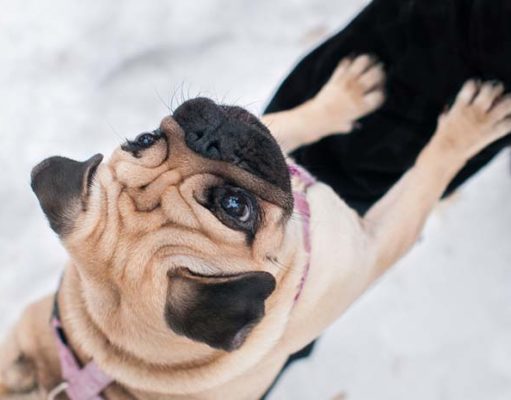 Pets Remember Things Better Than You Think, Studies Show Pets Remember Things Better Than You Think, Studies Show