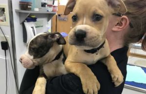 Pit Bull Siblings Were Muzzled with Hair Bands and Abandoned Resilient Pit Bull Siblings Muzzled with Hair Bands and Abandoned