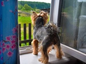 How to Prevent or Treat Separation Anxiety in Dogs - Most-Asked Questions from Dog Owners