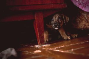 Halloween can cause extra stress to dogs