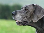 Stressed Dogs with Anxiety Show Premature Graying Hair Stressed Dogs with Anxiety Show Premature Graying Hair, Study Says