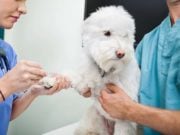 Study: New Blood Test Makes It Easier to Detect Liver Disease in Dogs Study - New Blood Test Makes It Easier to Detect Liver Disease in Dogs
