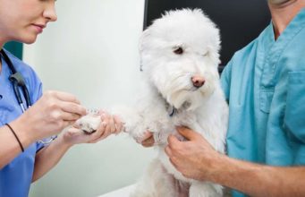 Study: New Blood Test Makes It Easier to Detect Liver Disease in Dogs Study - New Blood Test Makes It Easier to Detect Liver Disease in Dogs
