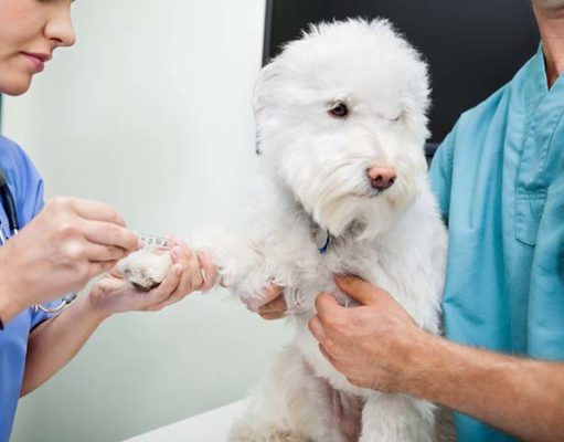 Study: New Blood Test Makes It Easier to Detect Liver Disease in Dogs Study - New Blood Test Makes It Easier to Detect Liver Disease in Dogs