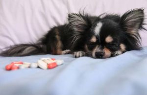 The Role of Zinc in Dogs The Role of Zinc for Dogs - What Pet Owners Don't Know
