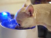 Top 10 Best Dog Water Fountains Top 10 Best Dog Water Fountain Brands