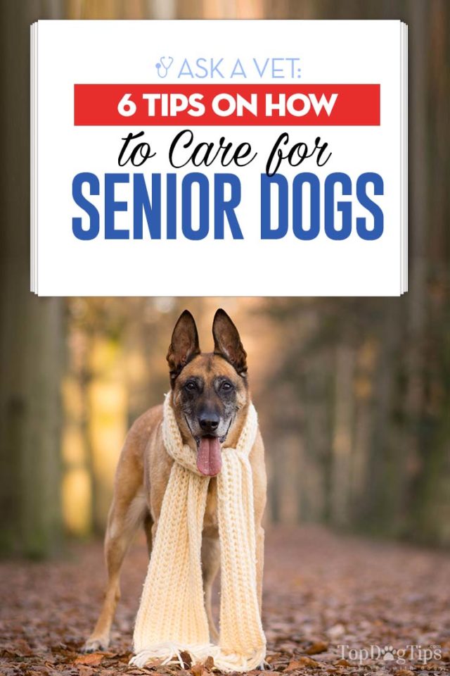 8 Vet s Tips On How To Care For Senior Dogs Top Dog Tips