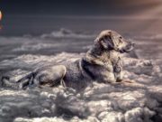 TOP #62: What Is Dog Cremation and How Much Does It Cost