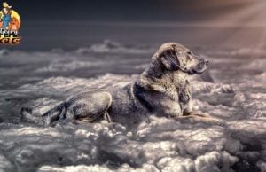 TOP #62: What Is Dog Cremation and How Much Does It Cost