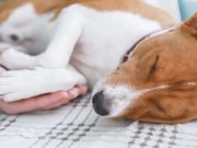 Checklist for When to Put Your Dog Down When to Put Your Dog Down Checklist and The Quality of Life Scale