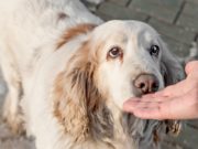 How to Make a Dog Like You in 10 Easy Steps how to make a dog like you