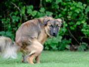How to Stop Diarrhea in Dogs Without a Trip to the Vet how to stop diarrhea in dogs