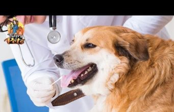 TOP #60: How Dog DNA Tests Impact Veterinary Research