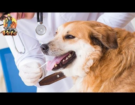 TOP #60: How Dog DNA Tests Impact Veterinary Research