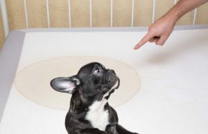 How To Get Dog Pee Out of A Mattress 5 Tips on How to Get Dog Pee Out of Mattress
