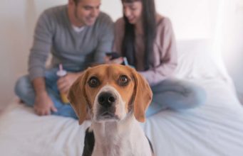 5 Ways Your Smartphone Addiction Is Negatively Affecting Your Dog 5 Ways Your Smartphone Addiction Is Negatively Affecting Your Dog