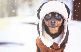The 50 Best Dog Winter Clothes for This Season 50 Best Dog Winter Clothes