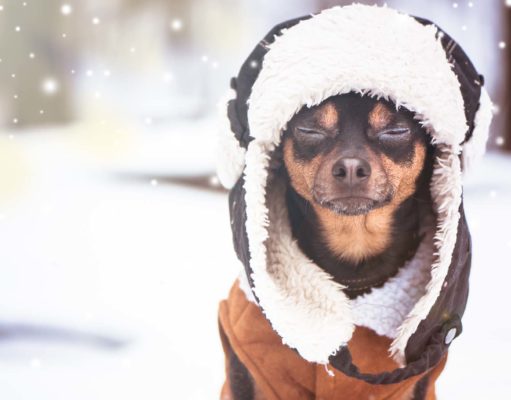 The 50 Best Dog Winter Clothes for This Season 50 Best Dog Winter Clothes