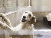 6 Common Problems in Dogs That Stay in Shelters 6 Common Problems in Dogs That Stay in Shelters