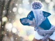 7 Essential Winter Dog Products to Start Shopping for Right Now 7 Essential Winter Dog Products to Start Shopping for Right Now