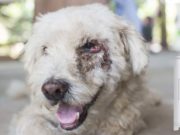 7 Hidden Toxins in Your House That’re Poisonous or Cancerous to Dogs 7 Hidden Toxins in Your House That're Poisonous or Cancerous to Dogs featured image