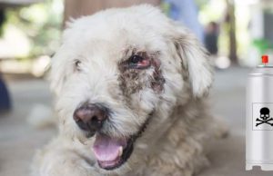 7 Hidden Toxins in Your House That’re Poisonous or Cancerous to Dogs 7 Hidden Toxins in Your House That're Poisonous or Cancerous to Dogs featured image