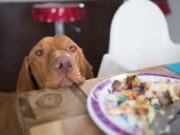 7 Things That Many Dog Owners Do But Shouldn’t 7 Things That Many Dog Owners Do But Shouldn't featured image