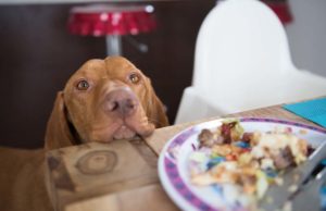 7 Things That Many Dog Owners Do But Shouldn’t 7 Things That Many Dog Owners Do But Shouldn't featured image
