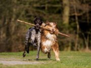 8 Tips for Your First Doggie Play-Date 8 Tips for Your First Doggie Play-Date