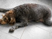 9 Most Common Dog Health Issues 9 Common Dog Health Issues with Pictures