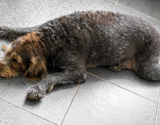 9 Most Common Dog Health Issues 9 Common Dog Health Issues with Pictures