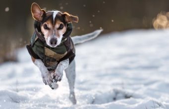 The 45 Best Dog Winter Coats Best Dog Winter Coat Products