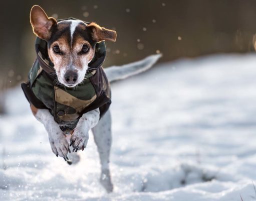 The 45 Best Dog Winter Coats Best Dog Winter Coat Products