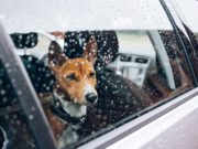 Elon Musk Exploring ‘Dog Mode’ Feature to Safely Leave Pets in Tesla Cars Elon Musk Exploring 'Dog Mode' Feature to Safely Leave Pets in Tesla Cars