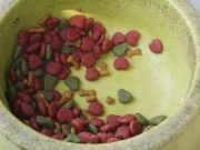 How Dog Food and Water Bowls are Making Pets Sick How Dog Food and Water Bowls are Making Pets Sick