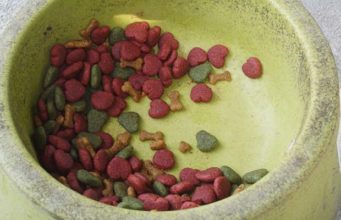 How Dog Food and Water Bowls are Making Pets Sick How Dog Food and Water Bowls are Making Pets Sick