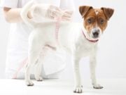 How to Make A Dog Gain Weight the Healthy Way How To Make A Dog Gain Weight