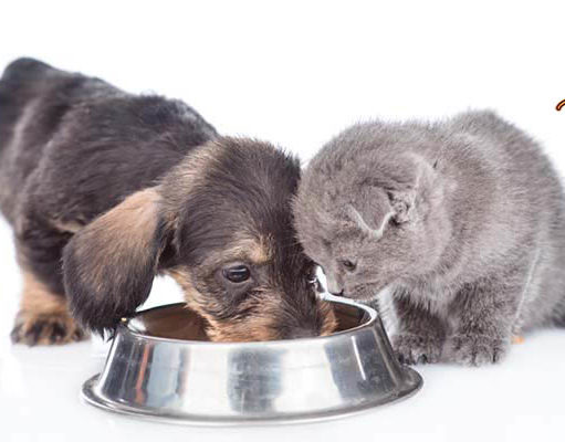 TOP #65: How and Why to Add Variety to Your Dog’s Diet How to Add Variety to Your Dog's Diet