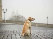 10 Tips on How to Find a Missing Dog How to Find a Missing Dog - 8 Things You Must Do Right Away