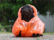 How to Keep Your Dog Warm and Dry This Season How to Keep Your Dog Warm and Dry