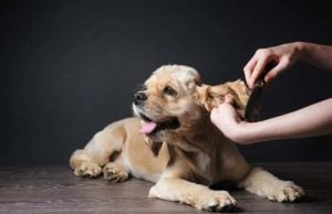 How to Keep a Dog Safe and Calm During Grooming and Cleaning How to Keep a Dog Safe and Calm During Grooming and Cleaning