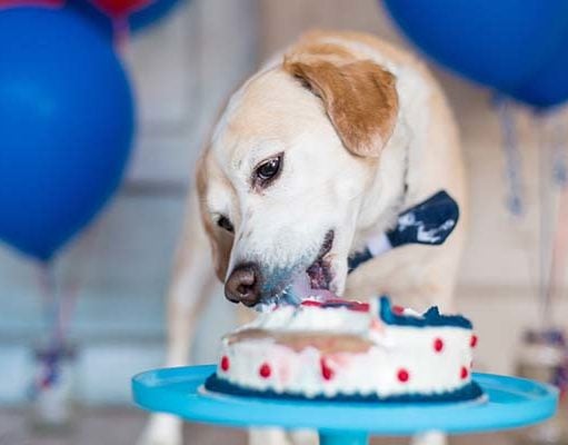 Homemade Healthy Dog Birthday Cake Recipe How to Make a Dog Birthday Cake - A Video Guide