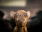 How to Recognize and Help Dogs With Severe Anxiety How to Recognize and Help Dogs With Severe Anxiety